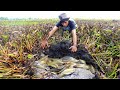 Unbelievable Fishing A Fisherman Founding Catch Many Cat Fishes Under Water Hyacinth Near Dry Season