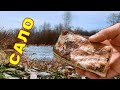 ЭТА РЫБА ЛЮБИТ САЛО! Реакция рыбы. Подводное видео