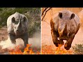 Правда ли, что носороги бегут на огонь, чтобы его затоптать?