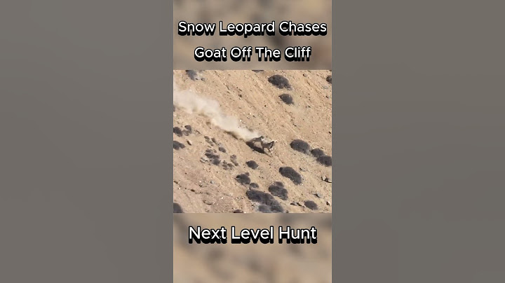 Snow Leopard Chases Mountain Goat Off The Cliff #snowleopard #goat #hunt