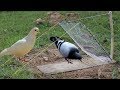 Simple Bird Trap Make From A Spring Net