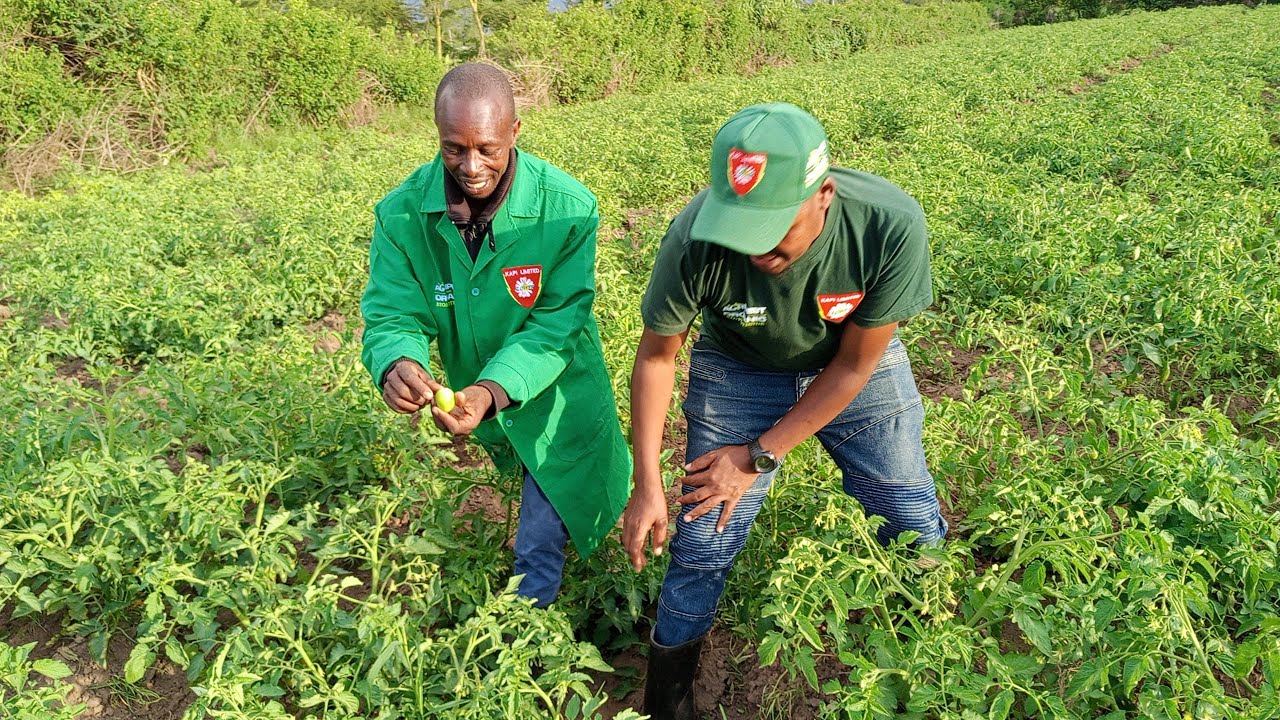 Agripest Organic 75EC Rongai Farmer Success Story - YouTube