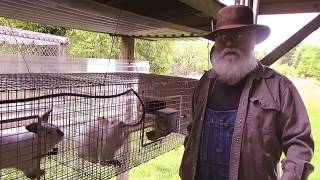 Download lagu Meat Rabbits Colony Community or Pastured Meat Rabbits Colony Community or Pastured