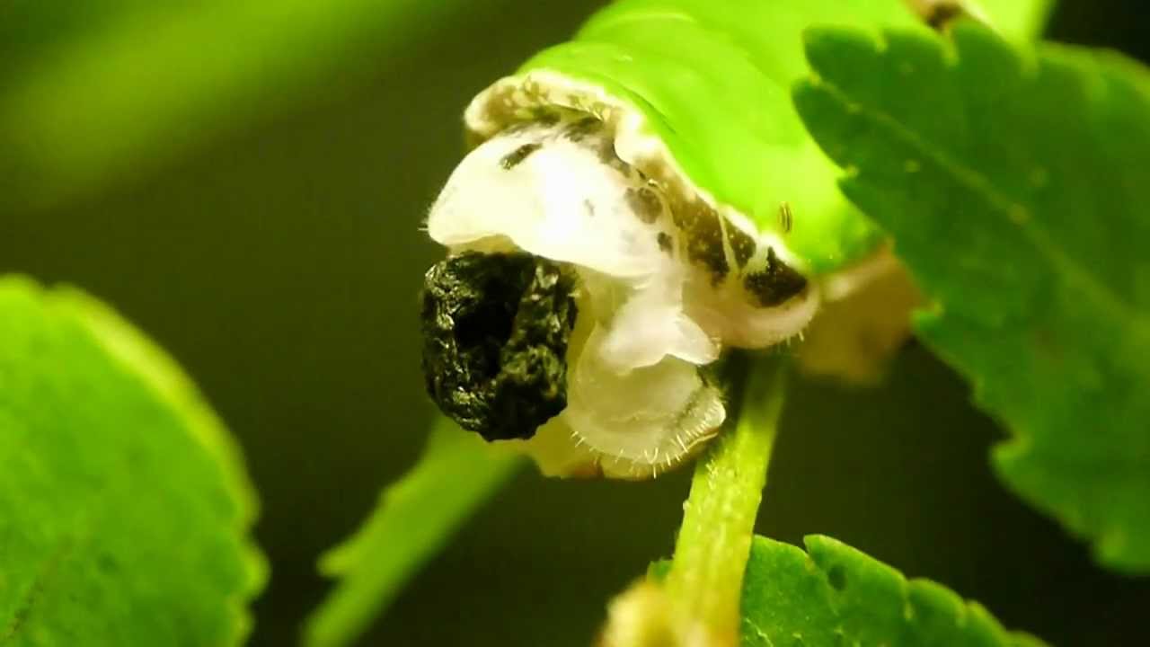 Spangle Caterpillar Defecates in Closeup クロアゲハ♀5齢幼虫の脱糞