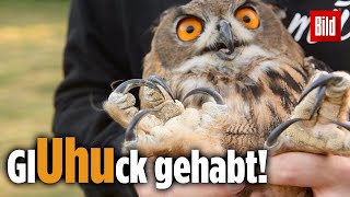 Rettung nach Knochenbruch! Uhu kauerte wie ein Häufchen Elend auf Ackerboden