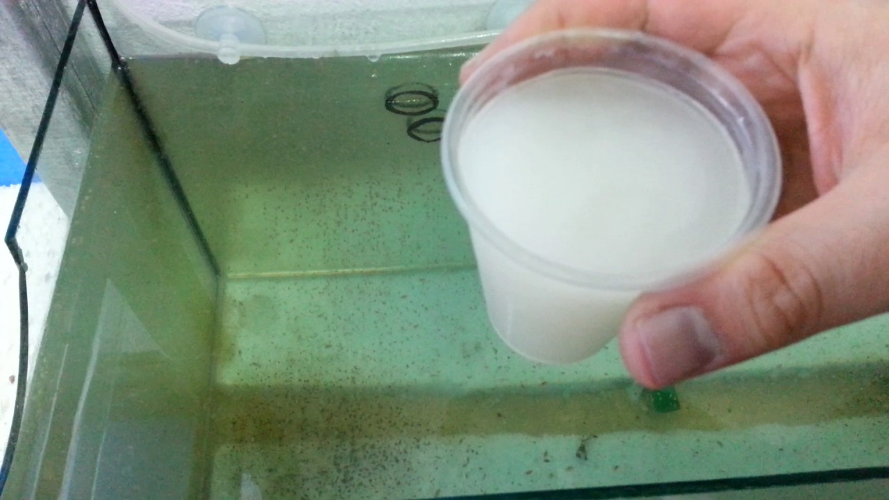 Hobihanem - Su Piresi Vlog #7 (Su Pirelerinin Sayısı Arttı) [01.03.2017]