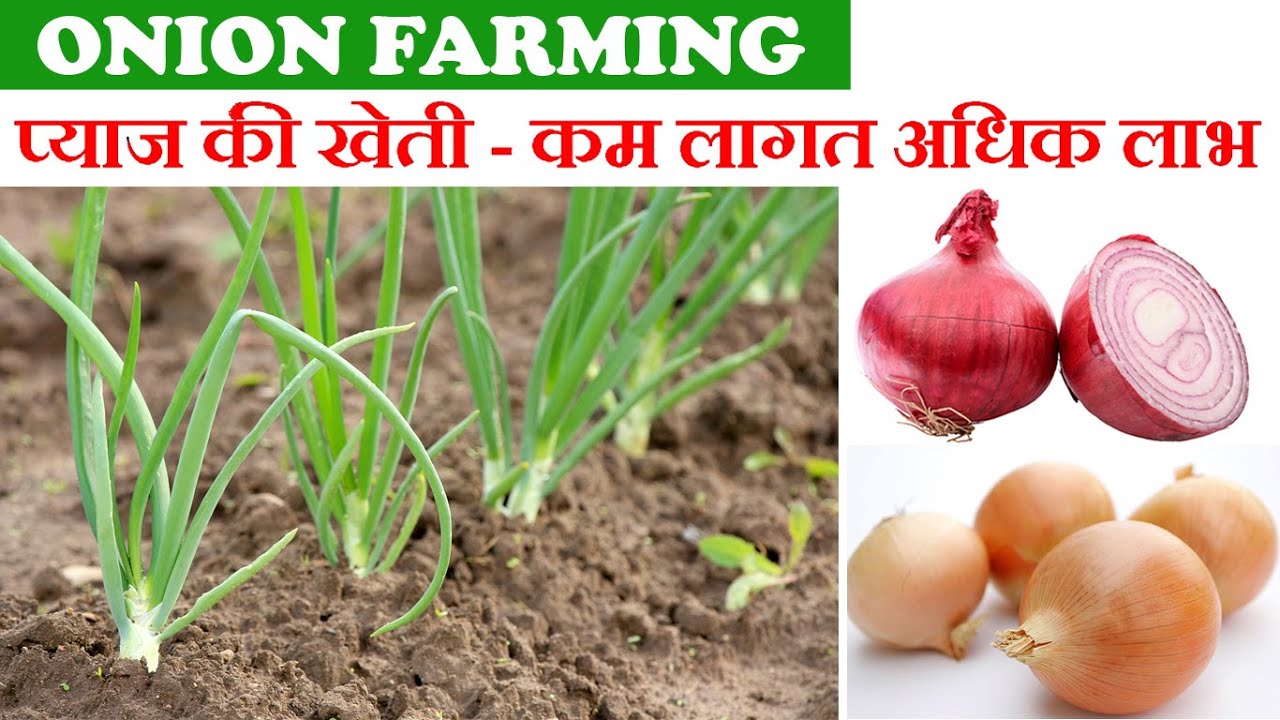 Onion Farming प्याज की खेती से कमाएं लाखों YouTube
