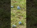 地面に咲く紫陽花　高幡不動の近くの公園