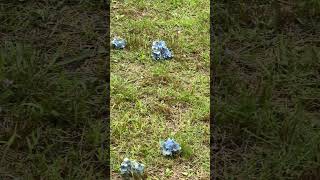 地面に咲く紫陽花　高幡不動の近くの公園