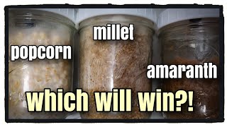 Spawn Grain Comparison: Millet, Popcorn, Amaranth (PART 2)