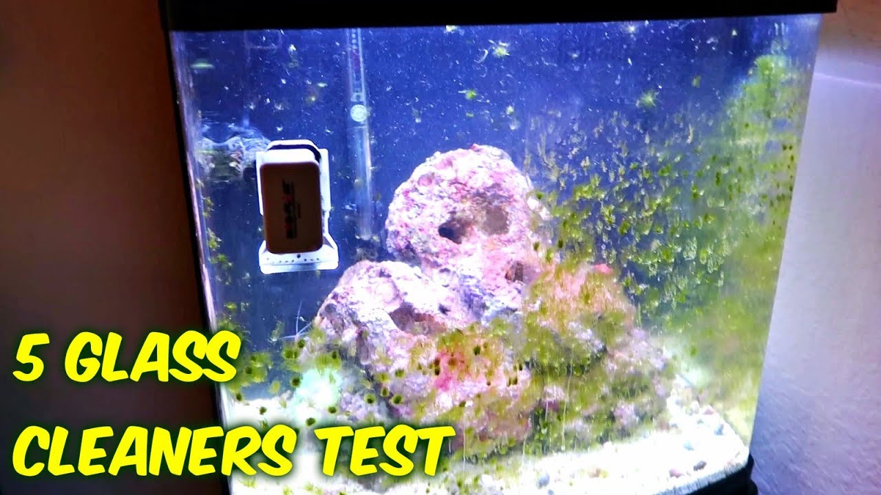 5 Aquarium Glass Cleaners Test YouTube