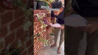 Sweet Alyssum l Winter Flowering Plant #gardening #flowers #alyssum