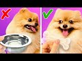 Cute! Awesome Hacks For Smart Pet Owners! Cute Tricks And Hacks By A PLUS SCHOOL