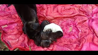 Mother Dog Bite Her Little Babies, Little Puppies Crying Loudly, Pity Babies Dog