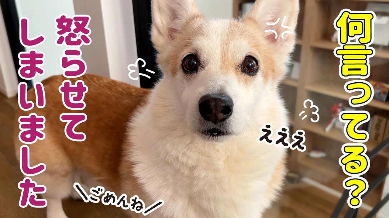 ママの一言で愛犬を怒らせてしまいました 反省 Youtube