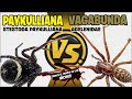 ARAÑA PAYKULLIANA VS ARAÑA VAGABUNDA