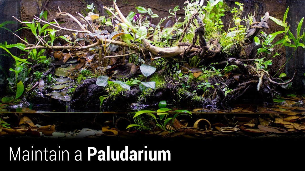 doityourselfpestcontrol How to Maintain an Awesome Paludarium