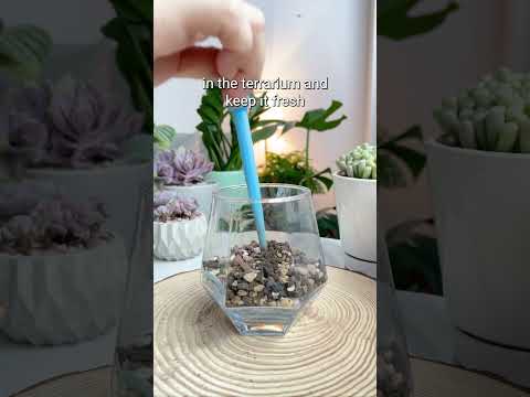 Video: Instruktioner för suckulenta terrarier - Lär dig om att odla suckulenta växter i terrarier