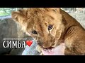 ❤️СИМБА, АЗИЗА, КЛАВА -замечательные и дружные! Львы.Сute lion cubs