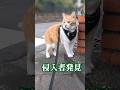 虫が飛んで来てビックリする猫がこちら #元野良猫チャチャ #猫 #cat #ねこ #猫侍 #猫武将 #ねこさんぽ