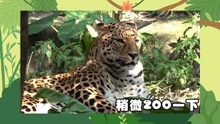 【稍微Zoo一下】花豹🐆再見了！花郎~