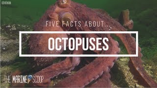 Five Facts About Octopuses