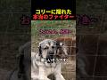 コリーに隠れた本当のファイター