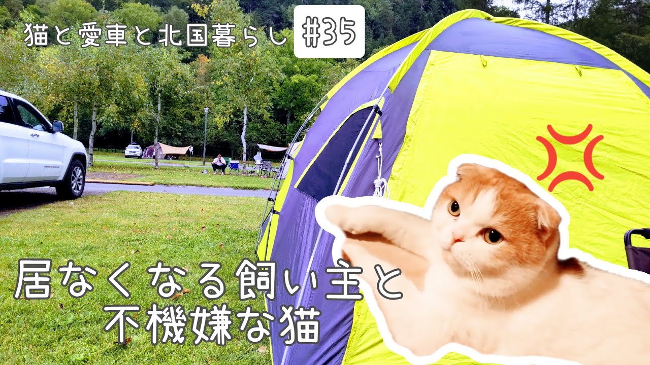 猫の居る暮らし Vlog 35 居なくなる飼い主と不機嫌な猫さん 先住猫と新入り子猫 スコティッシュフォールド Youtube