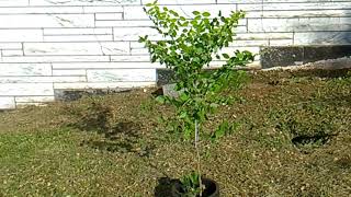 Earth Day Tree From 2017 In Somerset KY. (6-16-2018)