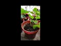 HOW TO GROW STRAWBERRY FROM RUNNER | CARA MENDAPATKAN ANAK POKOK STRAWBERRY DARI SULUR #short