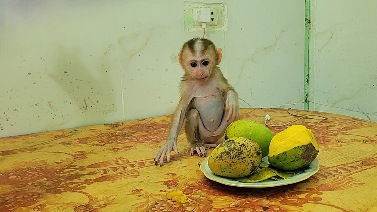 mymy monkey learning to eat fruit looks so cute 