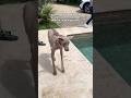 Amor de mis amores 🩵🩵🩵 #dogshorts #amorperruno #dogslife #love #weimaraner