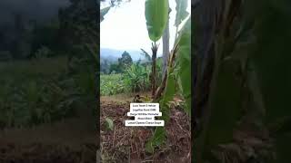Dijual Tanah Murah LT 5 Hektar Vieu Pegunungan Akses Mobil #tanahmurah #fyp #viral #reels