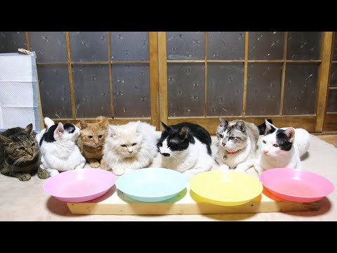 7匹の猫のお食事　210409