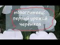 Перевалка черенков бальзамина новогвинейского.