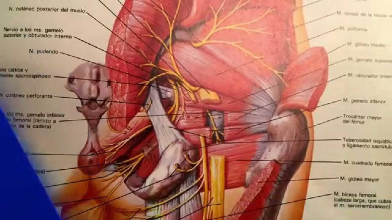 inervación del nervio muslo interno