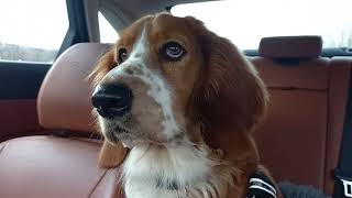 Blossom growling! (Part 2) by Blossom the Basset Hound 1,127 views 2 weeks ago 1 minute, 26 seconds