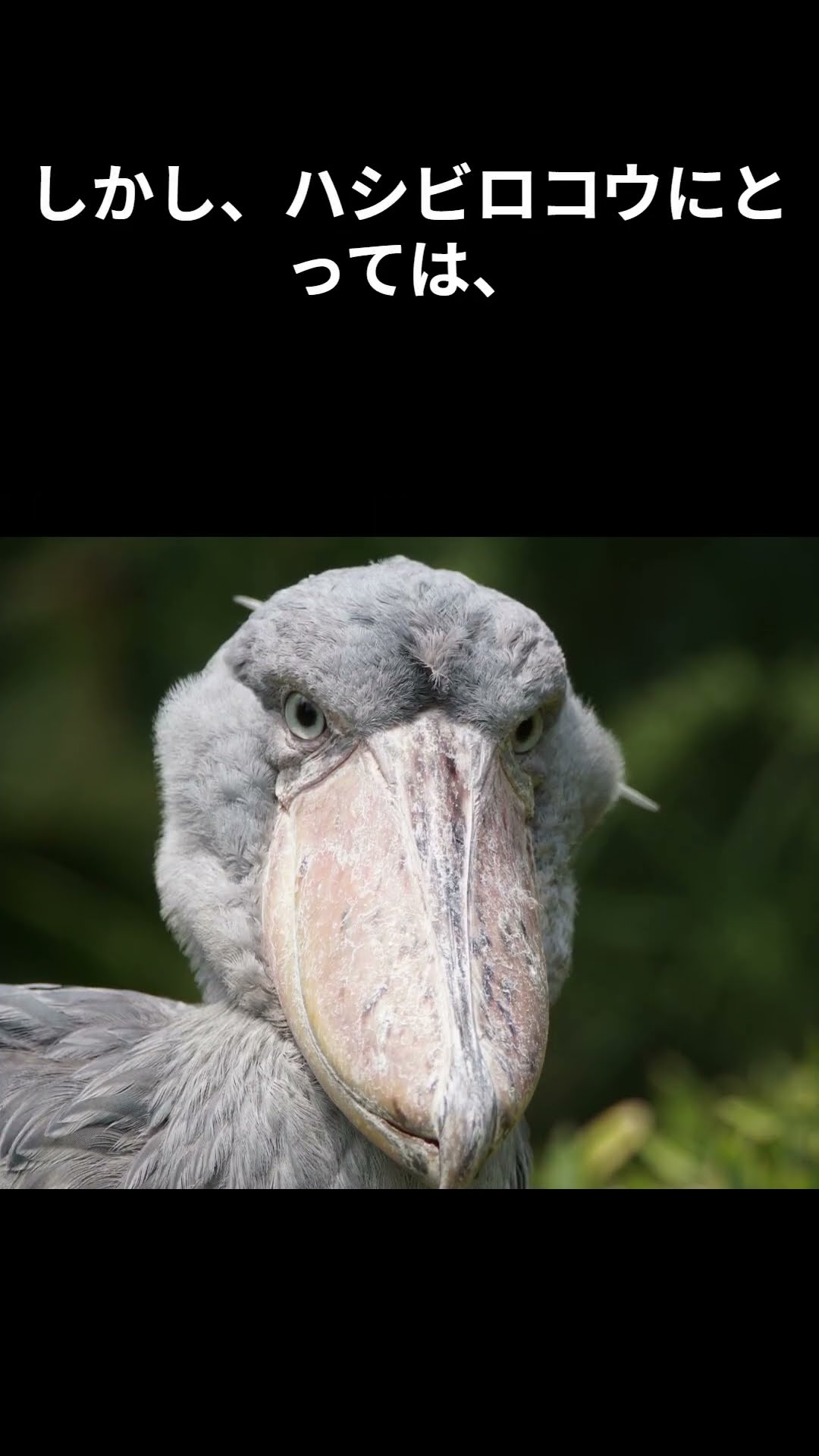 じっと待つ鳥、ハシビロコウに学ぶ忍耐力の極意 #ハシビロコウ