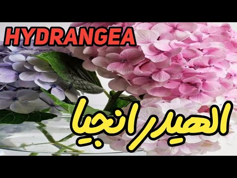 نبات الهيدرانجيا القرطاسيه 