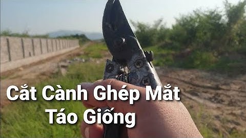 Cắt Cành Ghép 5 Vạn Táo Giống l Núi Đồi Lục Ngạn