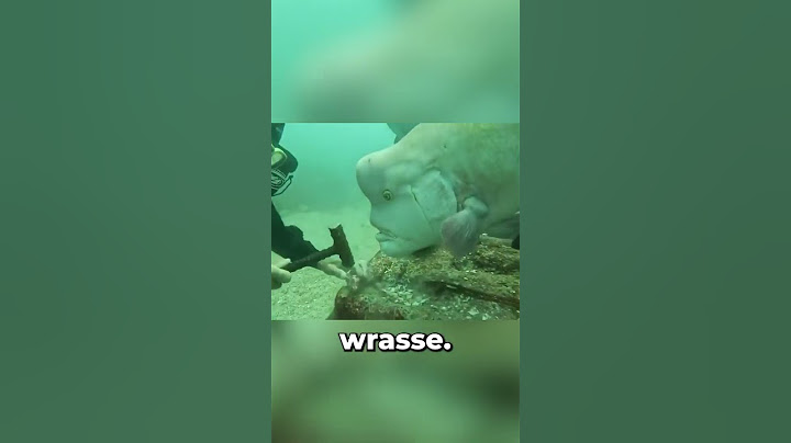 Penyelam Scuba Berusia 79 Tahun dan Ikan Berbagi Persahabatan Selama Lebih dari 30 Tahun 😲