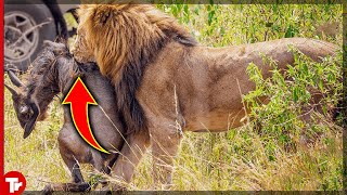 10 Of The Most Merciless Lion Attacks You Will Ever See