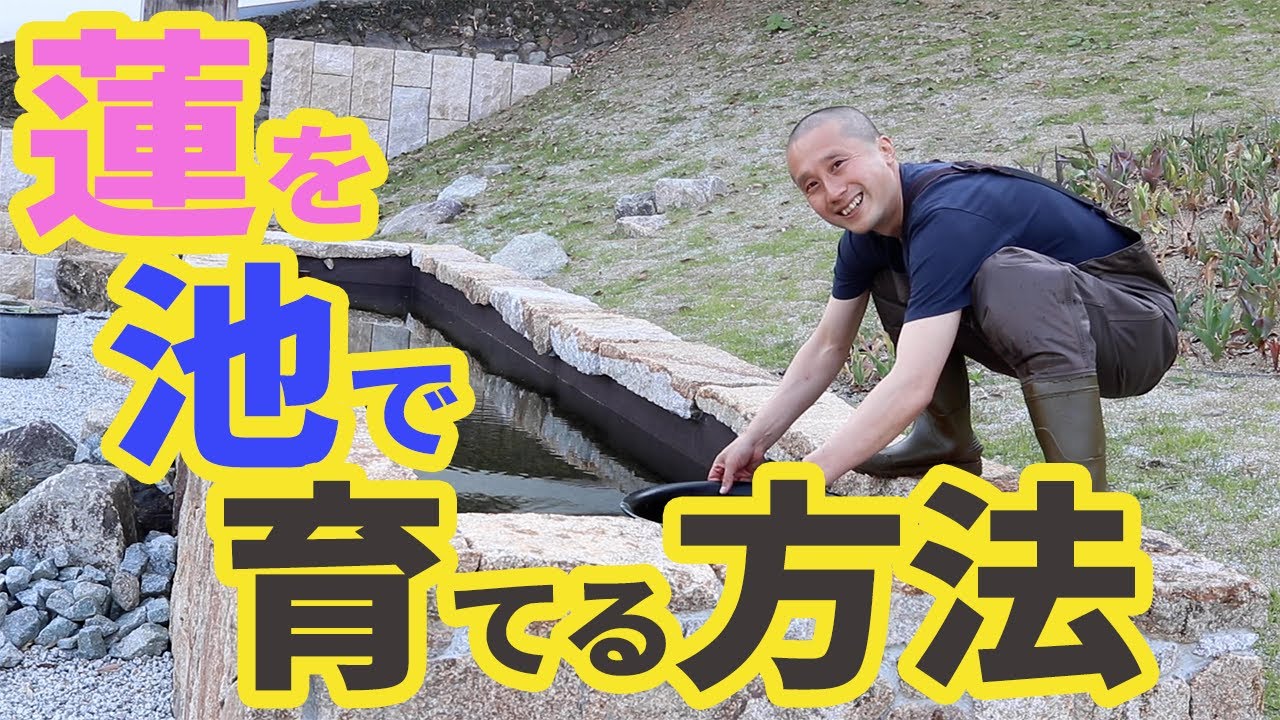 蓮を池で育てる方法（スタイリッシュ版）