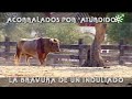 Toro indultado de Cayetano Muñoz: Aturdido se recupera de las heridas | Toros desde Andalucía