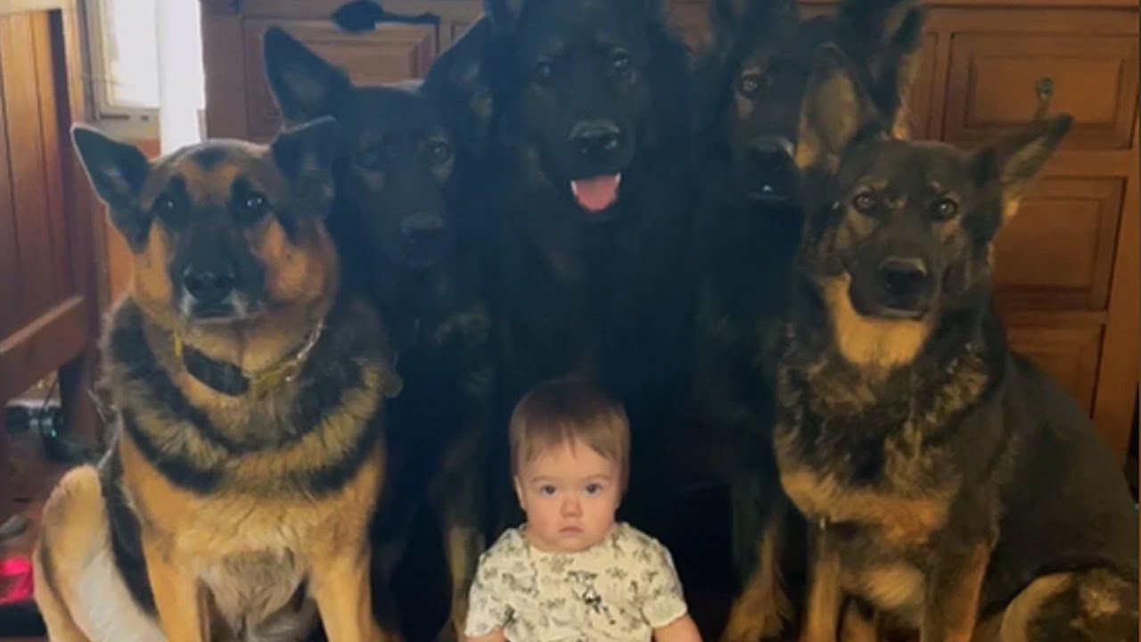 Этой спасенной собаке дали один шанс — теперь она защищает ребенка.