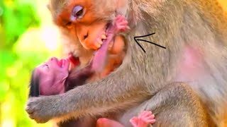 Ah God..No milk For You..! The Mommy Monkey Feel T-i-r-e-d To Give BB Milk - She saying No