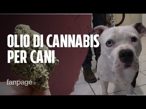 Video: Trattare Il Tuo Cane Con CBD