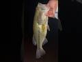 BIG NIGHTTIME BASS! #fish #fishing #bass #bassfishing #largemouthbass #godisgood #youtube #shorts
