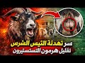 سر تهدئة التيس الشرس كيف تقلل هرمون التستوستيرون عند التيوس       