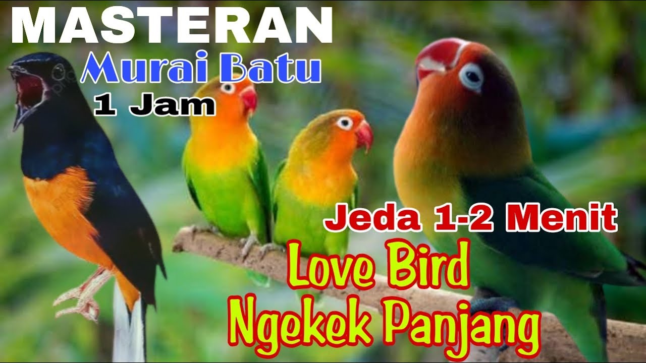 Masteran Love Bird Ngekek Panjang jeda 1-2 menit‼️@rmbfchannel